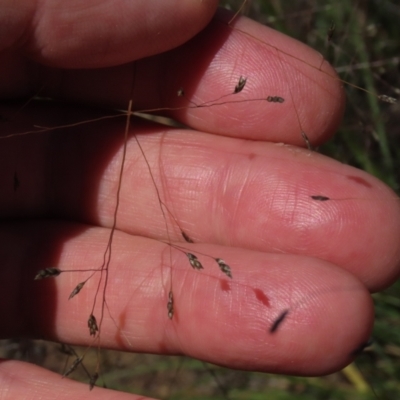 Eragrostis trachycarpa (Rough-grain Lovegrass) at Top Hut TSR - 14 Mar 2022 by AndyRoo