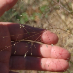 Eragrostis trachycarpa at Dry Plain, NSW - 14 Mar 2022 12:26 PM