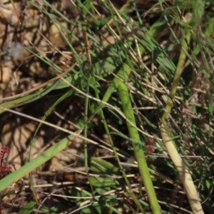 Eragrostis trachycarpa at Dry Plain, NSW - 14 Mar 2022