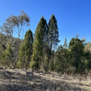 Callitris endlicheri at Greenway, ACT - 6 Jul 2023