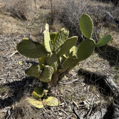 Opuntia sp. (Prickly Pear) at Greenway, ACT - 6 Jul 2023 by dwise