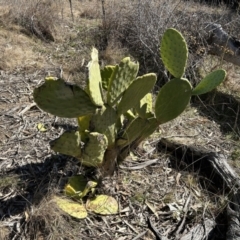 Opuntia sp. (Prickly Pear) at Greenway, ACT - 6 Jul 2023 by dwise