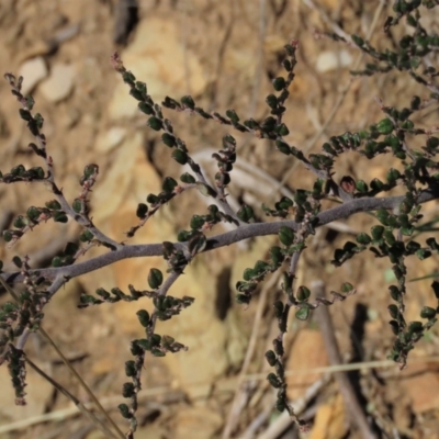 Bossiaea buxifolia (Matted Bossiaea) at Top Hut TSR - 14 Mar 2022 by AndyRoo