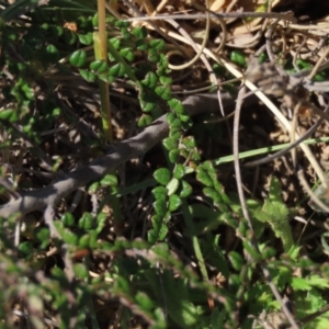Bossiaea buxifolia at Dry Plain, NSW - 14 Mar 2022
