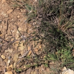 Bossiaea buxifolia at Dry Plain, NSW - 14 Mar 2022 12:30 PM