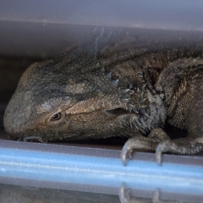 Pogona barbata (Eastern Bearded Dragon) at Duffy, ACT - 5 Jul 2023 by patrickcox