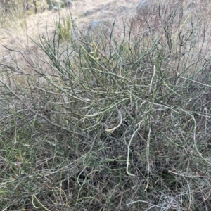 Discaria pubescens at Paddys River, ACT - 6 Jul 2023 10:03 AM