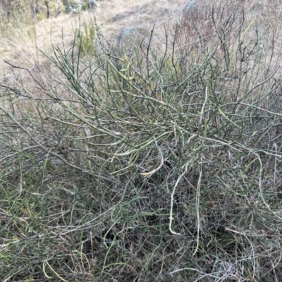 Discaria pubescens (Australian Anchor Plant) at Paddys River, ACT - 6 Jul 2023 by dwise