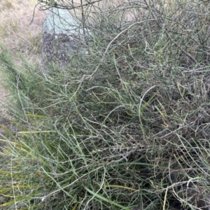 Discaria pubescens at Paddys River, ACT - 6 Jul 2023