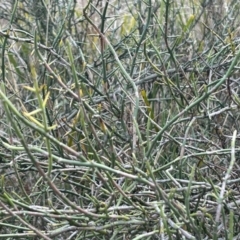 Discaria pubescens at Paddys River, ACT - 6 Jul 2023