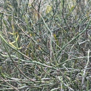 Discaria pubescens at Paddys River, ACT - 6 Jul 2023