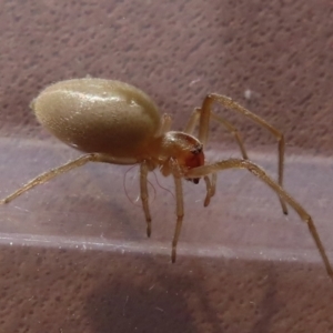 Clubionidae (family) at Narrabundah, ACT - 5 Jul 2023