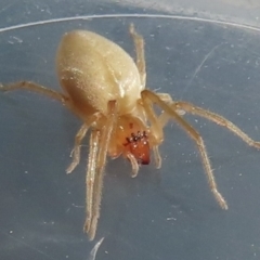 Clubionidae (family) at Narrabundah, ACT - 5 Jul 2023