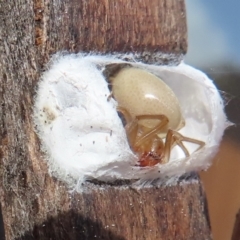 Clubionidae (family) at Narrabundah, ACT - 5 Jul 2023