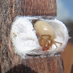 Clubionidae (family) at Narrabundah, ACT - 5 Jul 2023