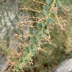 Acacia pravissima (Wedge-leaved Wattle, Ovens Wattle) at Fadden, ACT - 4 Jul 2023 by AnneG1