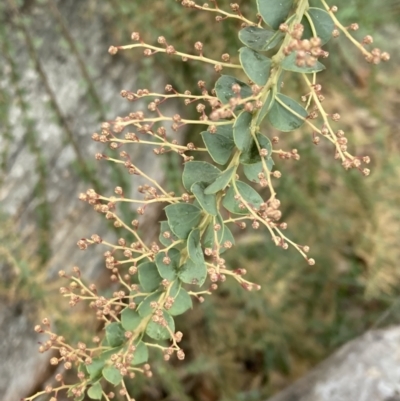 Acacia pravissima (Wedge-leaved Wattle, Ovens Wattle) at Fadden, ACT - 4 Jul 2023 by AnneG1