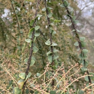 Acacia pravissima at Fadden, ACT - 4 Jul 2023