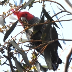 Callocephalon fimbriatum (Gang-gang Cockatoo) at Rendezvous Creek, ACT - 5 Jul 2023 by JohnBundock