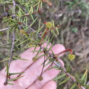 Acacia ulicifolia at Fadden, ACT - 4 Jul 2023