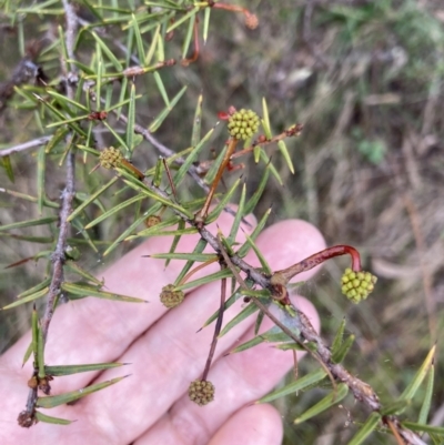 Acacia ulicifolia (Prickly Moses) at Fadden, ACT - 4 Jul 2023 by AnneG1