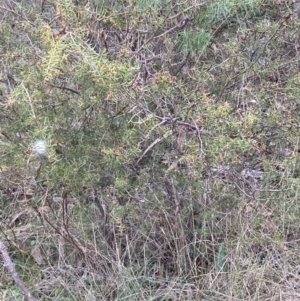 Acacia ulicifolia at Fadden, ACT - 4 Jul 2023