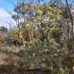 Acacia baileyana (Cootamundra Wattle, Golden Mimosa) at Mount Majura - 5 Jul 2023 by HappyWanderer