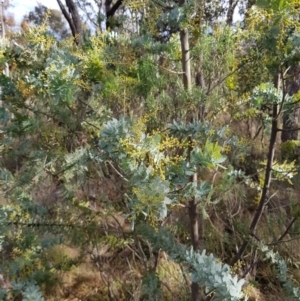 Acacia baileyana at Watson, ACT - 5 Jul 2023