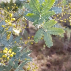 Acacia baileyana at Watson, ACT - 5 Jul 2023 11:47 AM