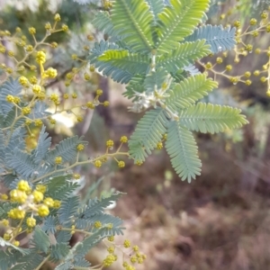 Acacia baileyana at Watson, ACT - 5 Jul 2023 11:47 AM