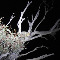 Trichosurus vulpecula (Common Brushtail Possum) at Lions Youth Haven - Westwood Farm - 6 Jul 2023 by HelenCross