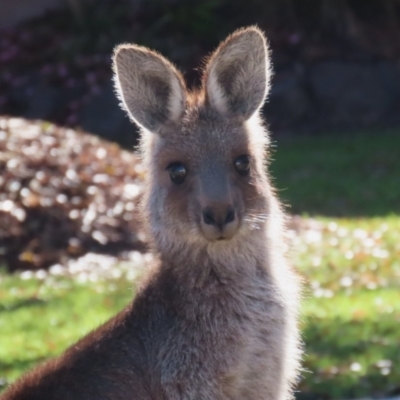 Macropus giganteus (Eastern Grey Kangaroo) at Macarthur, ACT - 6 Jul 2023 by RodDeb