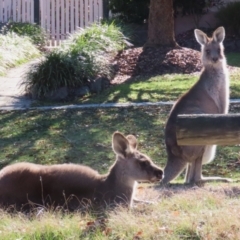 Macropus giganteus at Macarthur, ACT - 6 Jul 2023 12:12 PM