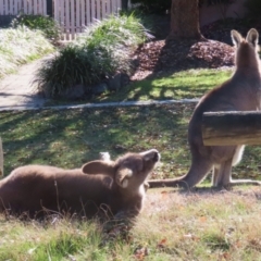 Macropus giganteus at Macarthur, ACT - 6 Jul 2023