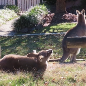 Macropus giganteus at Macarthur, ACT - 6 Jul 2023 12:12 PM