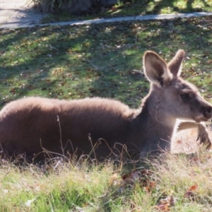 Macropus giganteus at Macarthur, ACT - 6 Jul 2023 12:12 PM