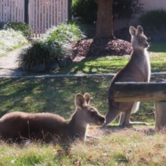 Macropus giganteus at Macarthur, ACT - 6 Jul 2023 12:12 PM