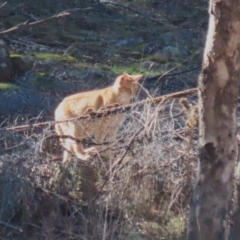 Felis catus (Feral Cat) at Gordon, ACT - 6 Jul 2023 by RodDeb