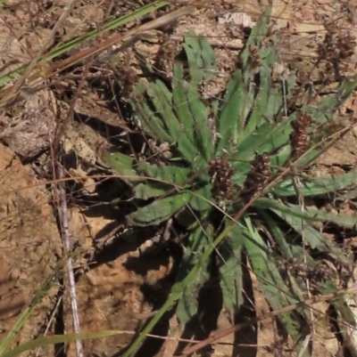 Plantago hispida (Hairy Plantain) at Top Hut TSR - 14 Mar 2022 by AndyRoo