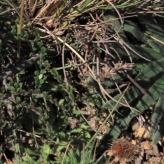 Plantago hispida at Dry Plain, NSW - 14 Mar 2022 12:30 PM