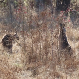 Macropus giganteus at Gordon, ACT - 6 Jul 2023