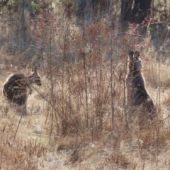 Macropus giganteus (Eastern Grey Kangaroo) at Pine Island to Point Hut - 6 Jul 2023 by RodDeb