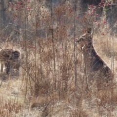 Macropus giganteus at Gordon, ACT - 6 Jul 2023