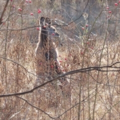 Macropus giganteus at Gordon, ACT - 6 Jul 2023 12:28 PM