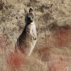 Macropus giganteus at Gordon, ACT - 6 Jul 2023 12:28 PM