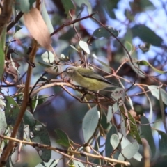 Smicrornis brevirostris (Weebill) at Gordon, ACT - 6 Jul 2023 by RodDeb