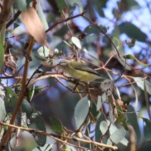 Smicrornis brevirostris at Gordon, ACT - 6 Jul 2023