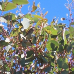 Smicrornis brevirostris at Gordon, ACT - 6 Jul 2023