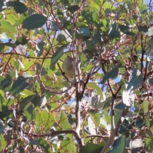 Smicrornis brevirostris at Gordon, ACT - 6 Jul 2023