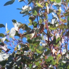 Smicrornis brevirostris at Gordon, ACT - 6 Jul 2023